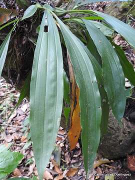 Image of Gongora galeata (Lindl. ex Bosse) Rchb. fil.