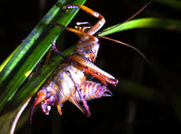 Image of Auckland tree weta