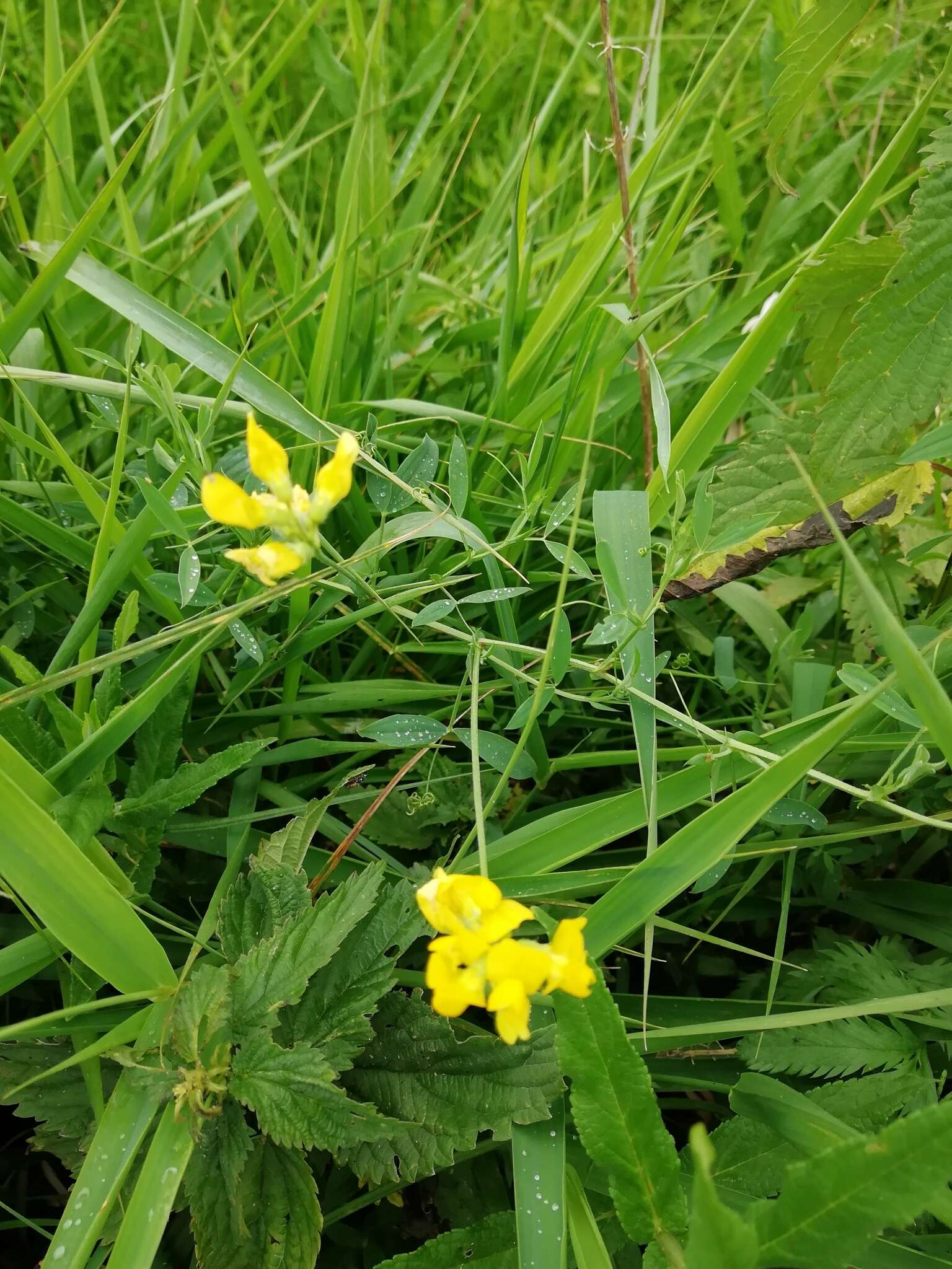 Слика од Lathyrus pratensis L.