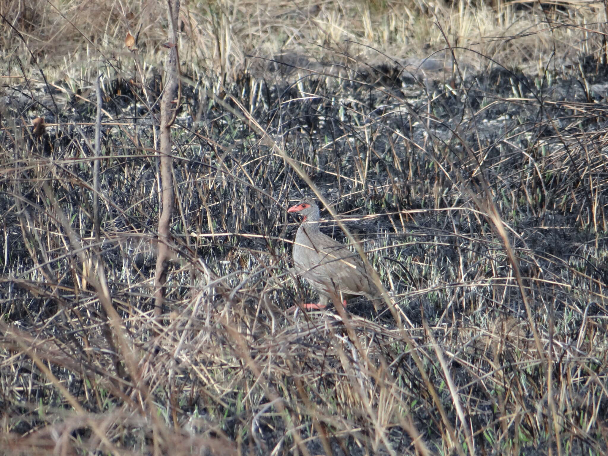 Image of Red-necked Francolin