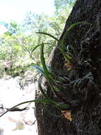 Image of Maxillaria subulata Lindl.