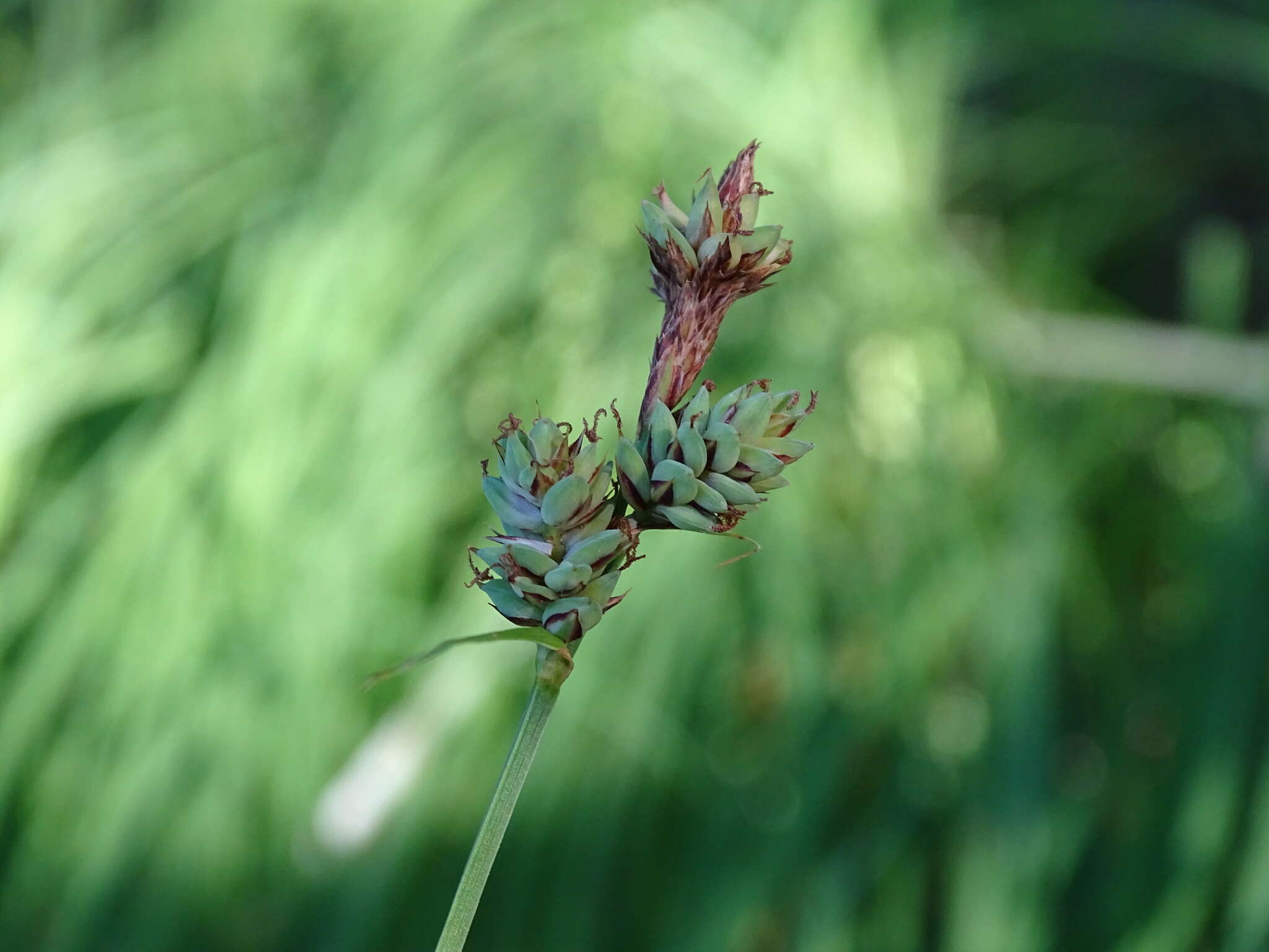 Image of Buxbaum's sedge