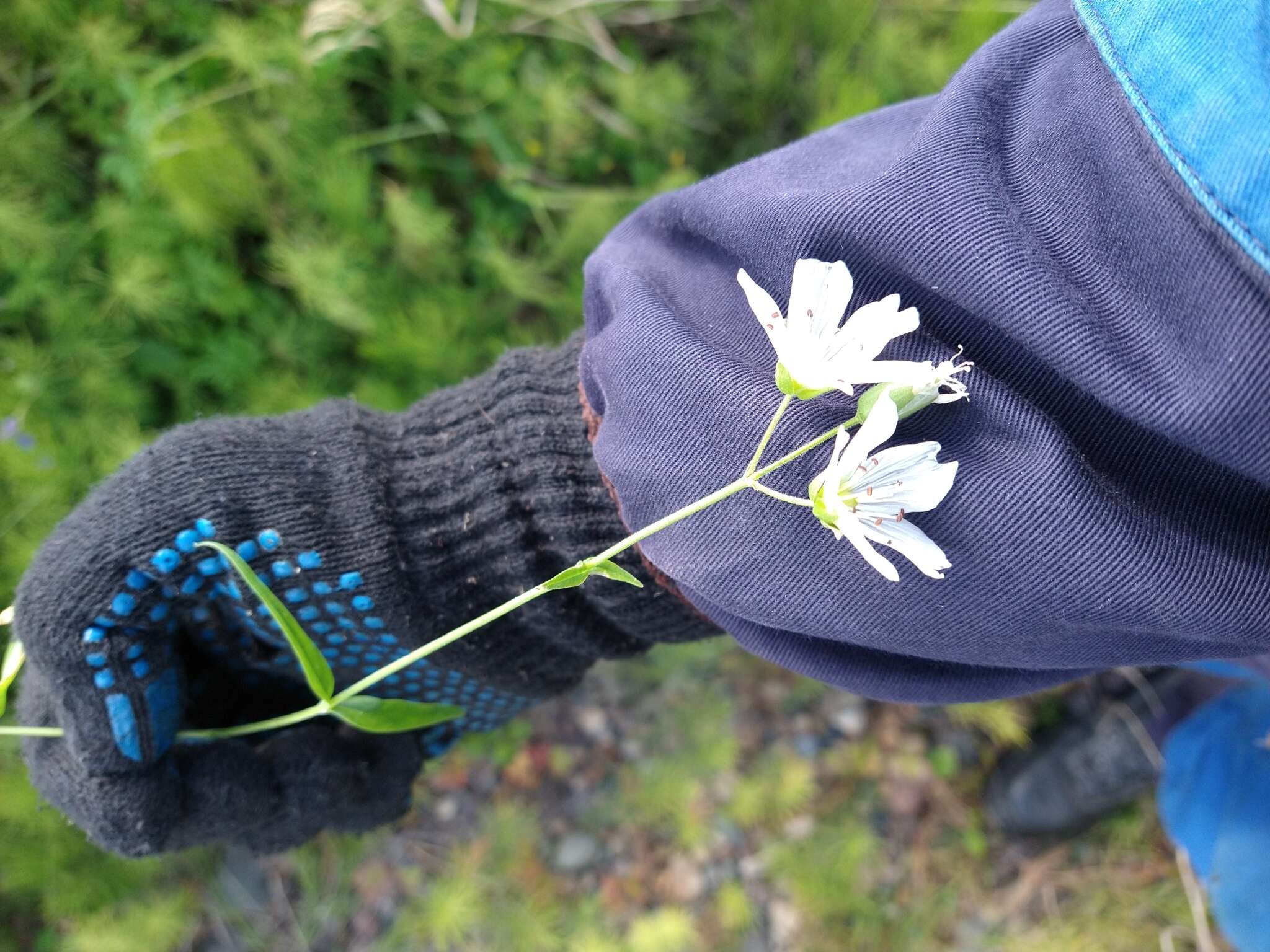 Image of great chickweed