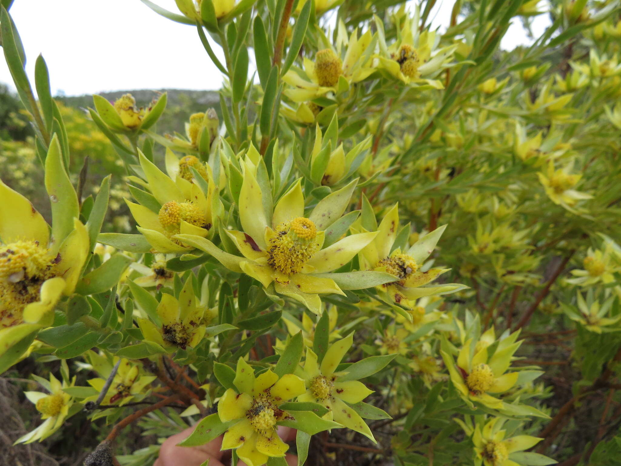 Imagem de Leucadendron floridum R. Br.