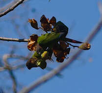 Image of Pyrrhura amazonum snethlageae Joseph, Bates & JM 2002