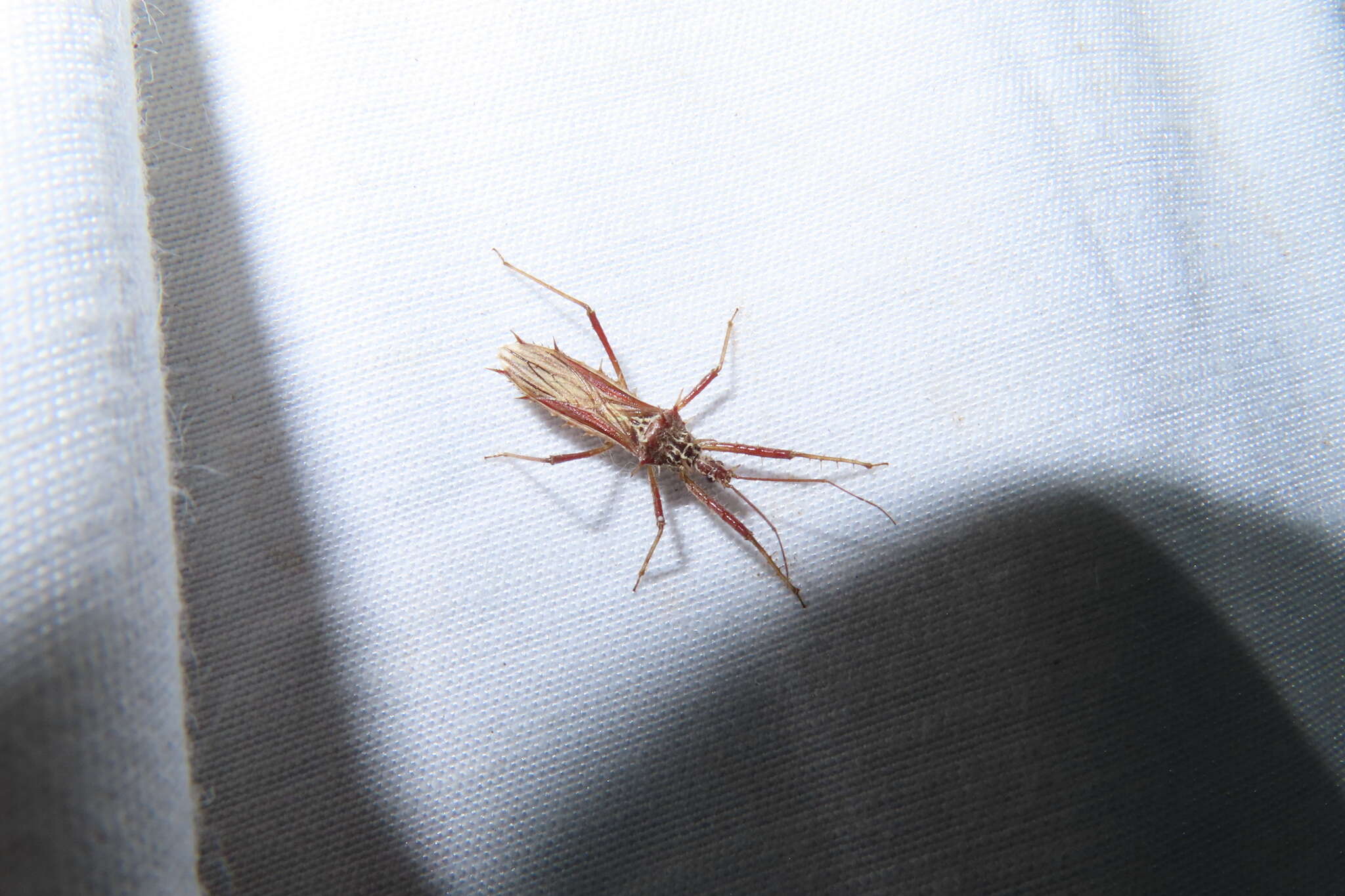Image of The reduviid bug