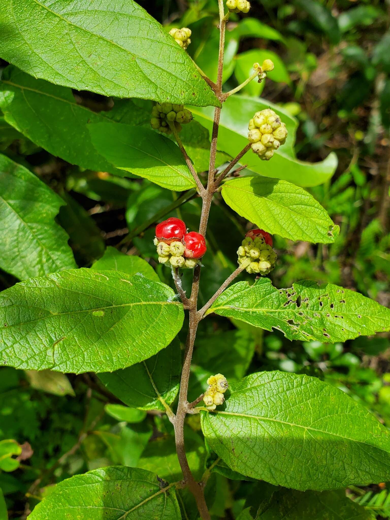 Varronia polycephala Lam.的圖片