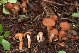 Image of Cortinarius mammillatus Kałucka, Kytöv., Niskanen & Liimat.