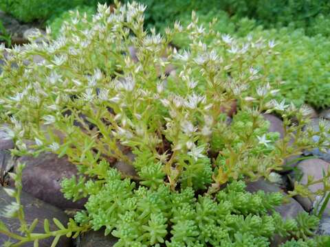 Imagem de Sedum pallidum Bieb.