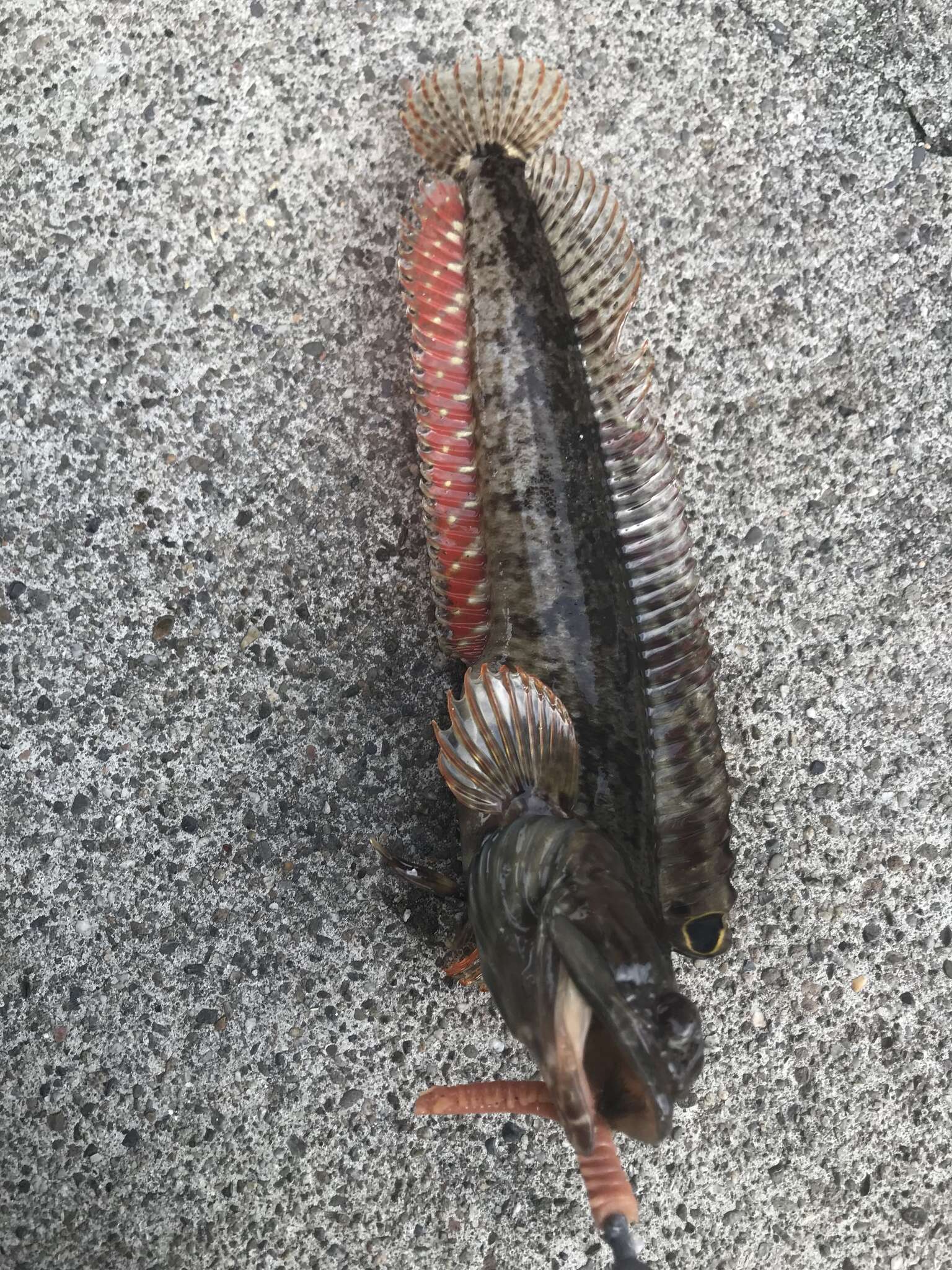 Image of One-Spot Fringehead