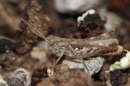 Image of Omocestus (Omocestus) petraeus (Brisout de Barneville 1856)