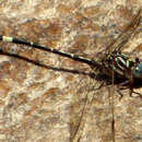 Image of Progomphus clendoni Calvert 1905