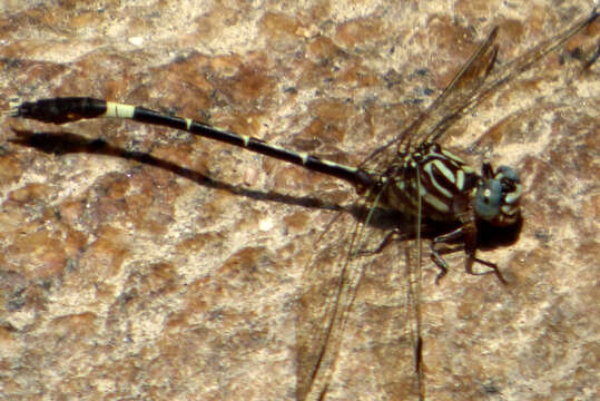 Image of Progomphus clendoni Calvert 1905