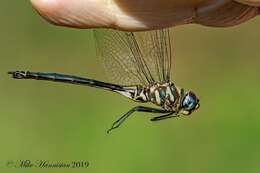 Image of Texas Emerald