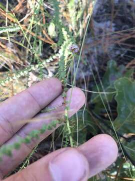 Image of Walter's aster