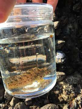 Image of Notchbrow blenny