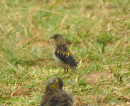 Image of Yellow Bishop