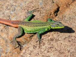 Image of Sekukhune Flat Lizard