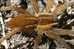 صورة Dolomedes instabilis L. Koch 1876