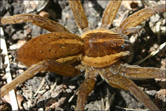 Plancia ëd Dolomedes instabilis L. Koch 1876