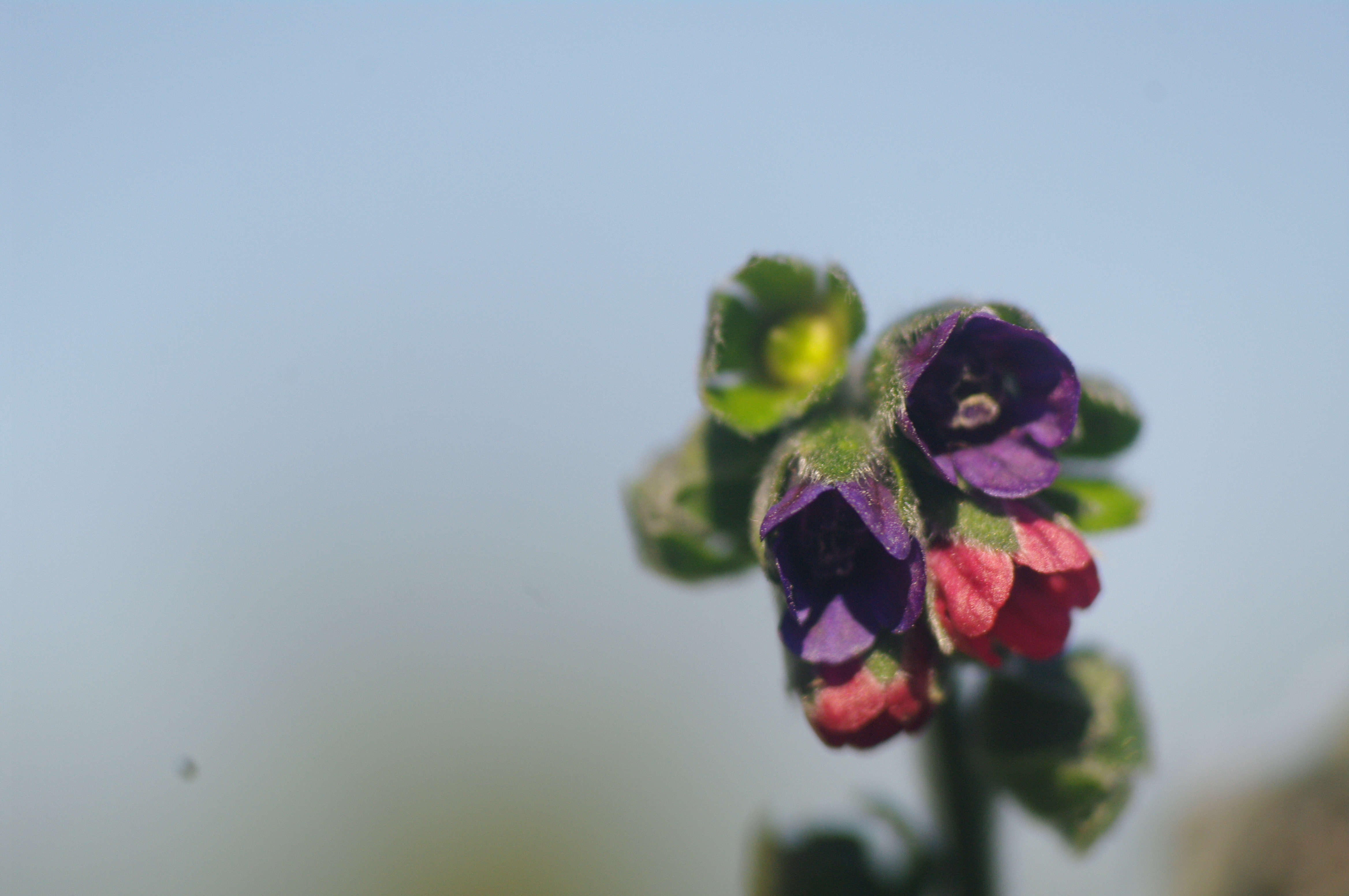 Cynoglossum officinale (rights holder: Luis Mata)