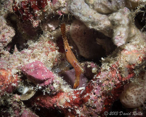 Image of Plume shrimp