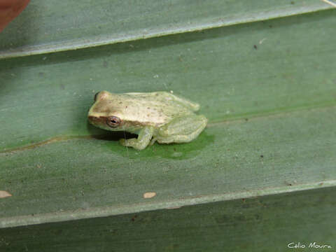 Imagem de Dendropsophus minusculus (Rivero 1971)