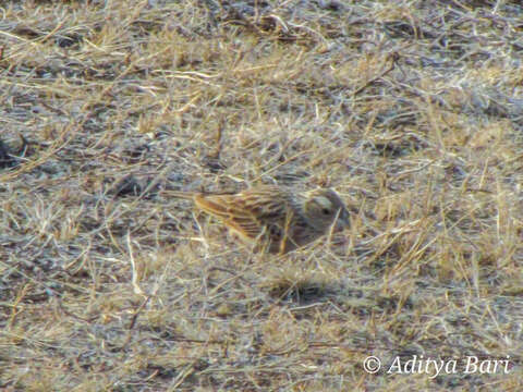 Image of Indian Bush Lark