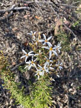 Olearia erubescens (Spreng.) Dippel resmi