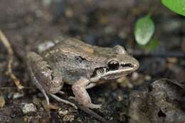 Imagem de Leptodactylus fragilis (Brocchi 1877)