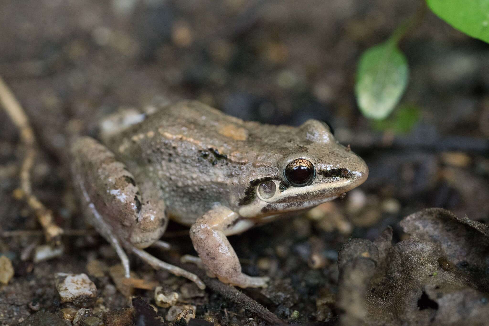 Imagem de Leptodactylus fragilis (Brocchi 1877)