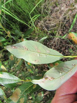 Image of Willow Leafblotch Miner