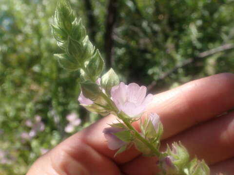 Image of Hickman's checkerbloom