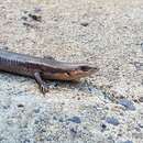 Image of South-western Cool-skink