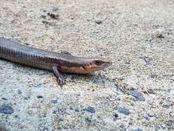 Image of South-western Cool-skink