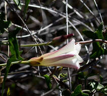 Image of Pacific false bindweed