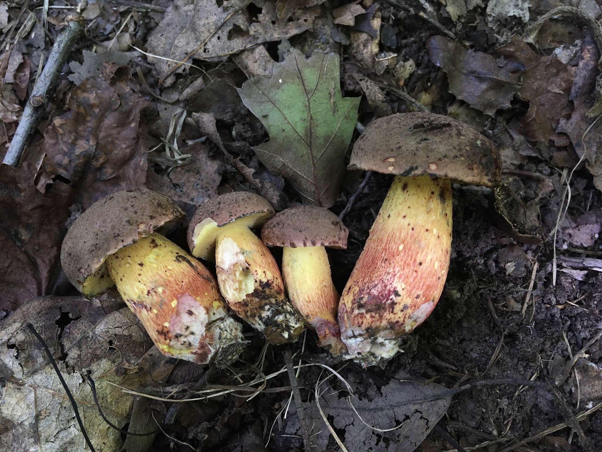 Image of Boletus billieae Both, Bessette & W. J. Neill 2001