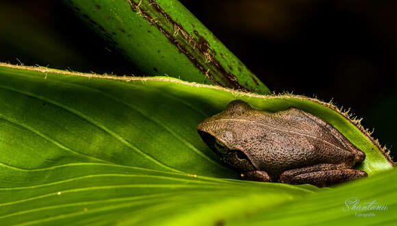 Image of Pseudophilautus amboli (Biju & Bossuyt 2009)