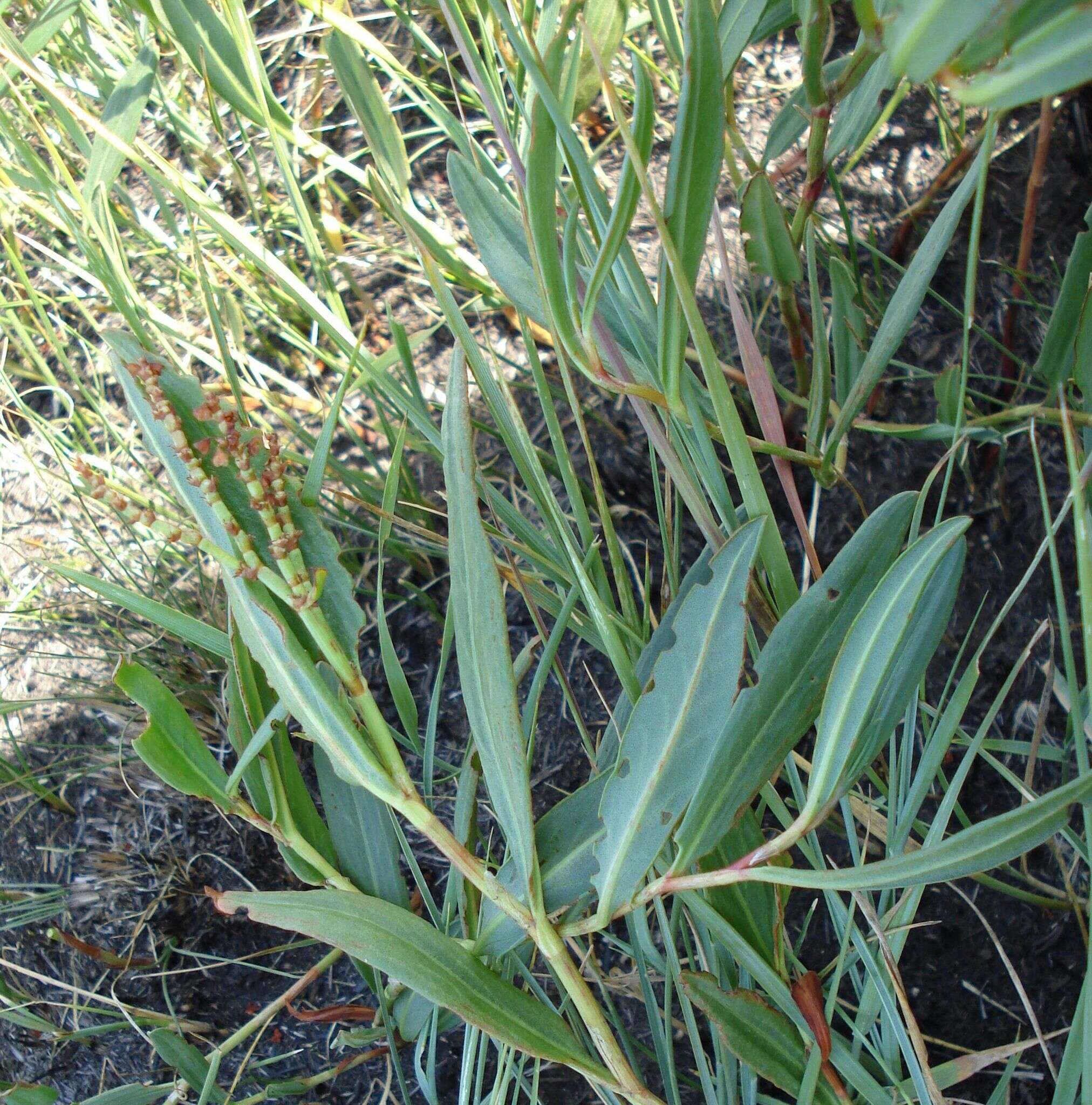 Image of Koenigia divaricata (L.) T. M. Schust. & Reveal