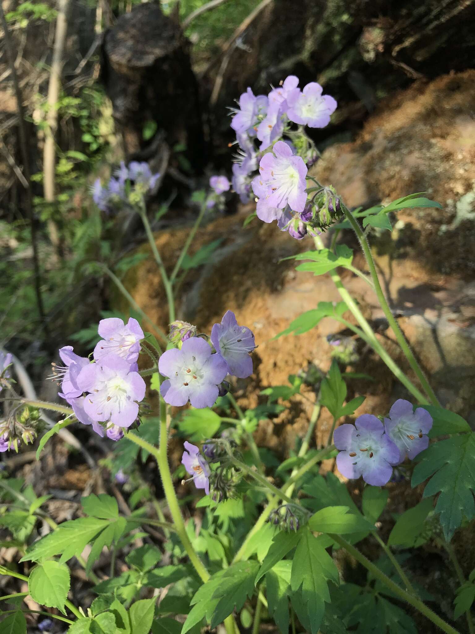 Phacelia bipinnatifida Michx. resmi