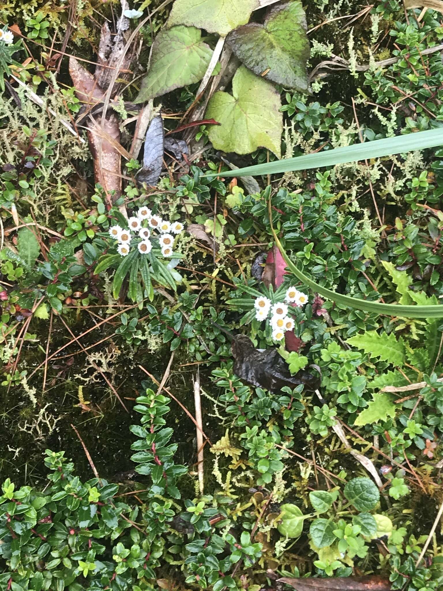 Image of Mount Yushan Pearly Everlasting