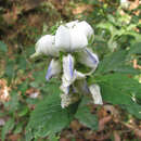 Image of Crotalaria heyneana Wight & Arn.