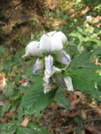 صورة Crotalaria heyneana Wight & Arn.