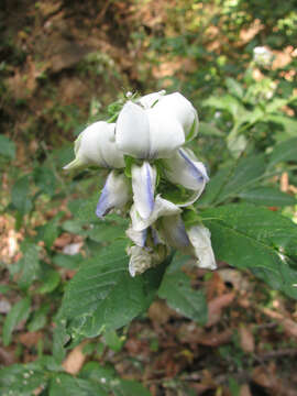 Image of Crotalaria heyneana Wight & Arn.