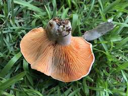 Слика од Lactarius salmoneus Peck 1898