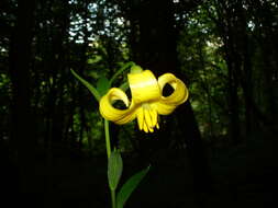 Imagem de Lilium monadelphum M. Bieb.