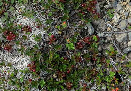 Image de Arctostaphylos alpinus (L.) Sprengel