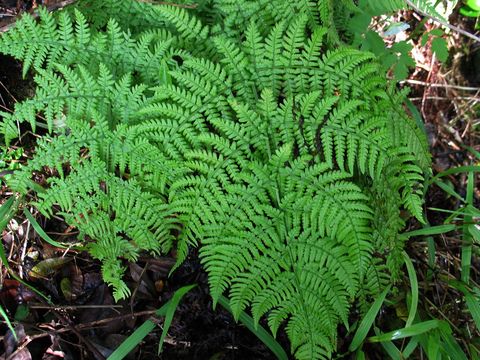 Image of delicate lacefern