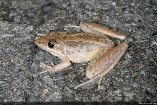 Image of Rocket Frog