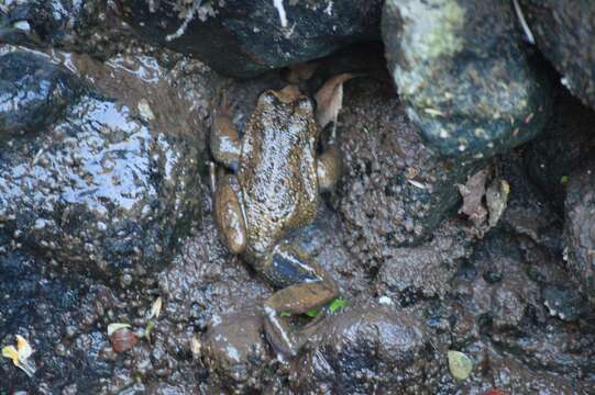 Image of Alsodes igneus Cuevas & Formas 2005